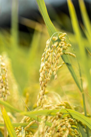【玄米の選び方】玄米の毒・発芽玄米にする方法・炊き方・栄養と効果